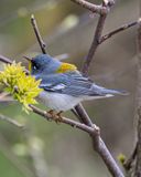 N. Parula.tif