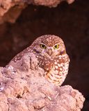 Burrowing Owwl2V2008.tif