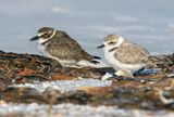 Pair o Plovers
