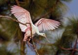 Juvy on a perch
