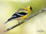 American Goldfinch