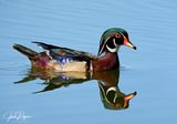 Wood Duck