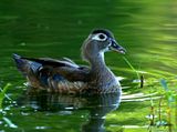 Ms. Wood duck!