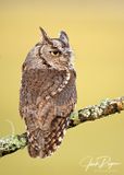 Screech Owl
