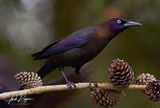 Common Grackle