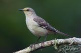 Eastern Mockingbird