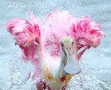 Splashin