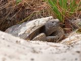 In the burrow