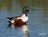 Shoveler drake preening