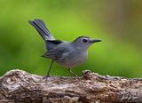 Gray Catbird