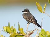 Perched in the mangroves
