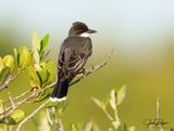 Perched in the mangroves II