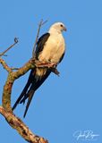 Swallow-tailed Kite