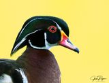 Portrait of Woodie!