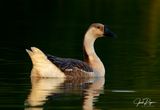 Chinese Goose II