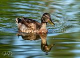 Young Drake Mallard