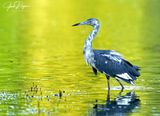 Hunting on Golden Pond