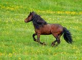 Full gallop!