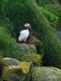 Emerging from the burrow