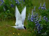 Returning to the nest