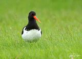 Shorebird?