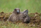 Nesting