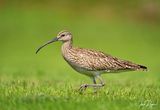 Eurasian Whimbrel