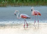 Pair of Flamingos!