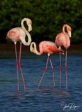 Flamboyance of flamingos!