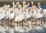 Pretty Pelicans Preening