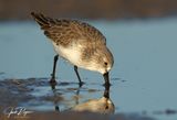Least Sandpiper