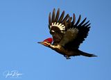 Flight II