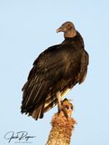 Black Vulture