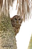 Peek-a-boo!