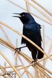 Wetlands song