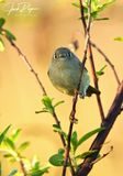 Ruby-crowned Kinglet