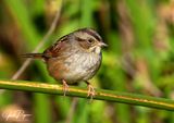 Puffed up on a cold morning