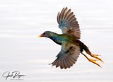 Juvy fly-by