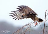 Leaving for a better perch