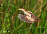 Returning to the nest site