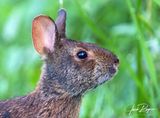 Portrait of a bunny