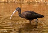 Glossy Ibis