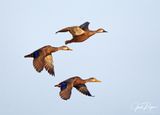 Mottled Duck formation flight
