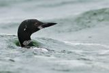 Loon emerging
