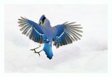 Blue Jay