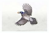 Blue Jay