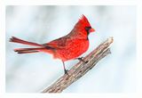 Northern Cardinal