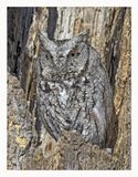 Eastern Screech Owl