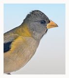 Evening Grosbeak