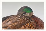 XMallard